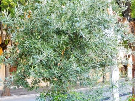 Piante d'ulivo in vaso,poste interno aiuole-Da spostarle in luogo più idoneo per salvare gli ulivi.